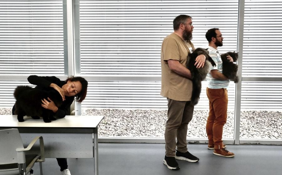 Exposición Felina en Ficoba