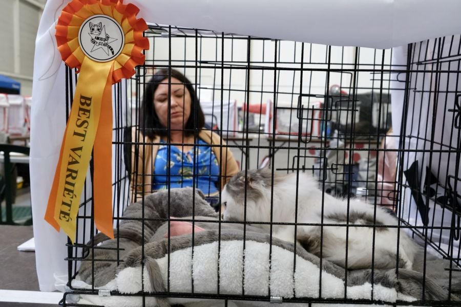 Exposición Felina en Ficoba