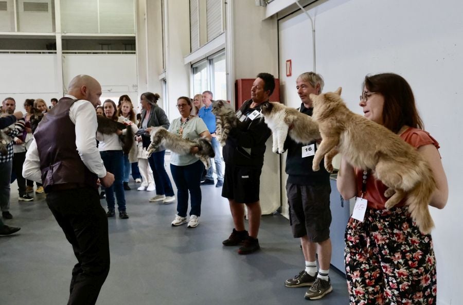 Exposición Felina en Ficoba