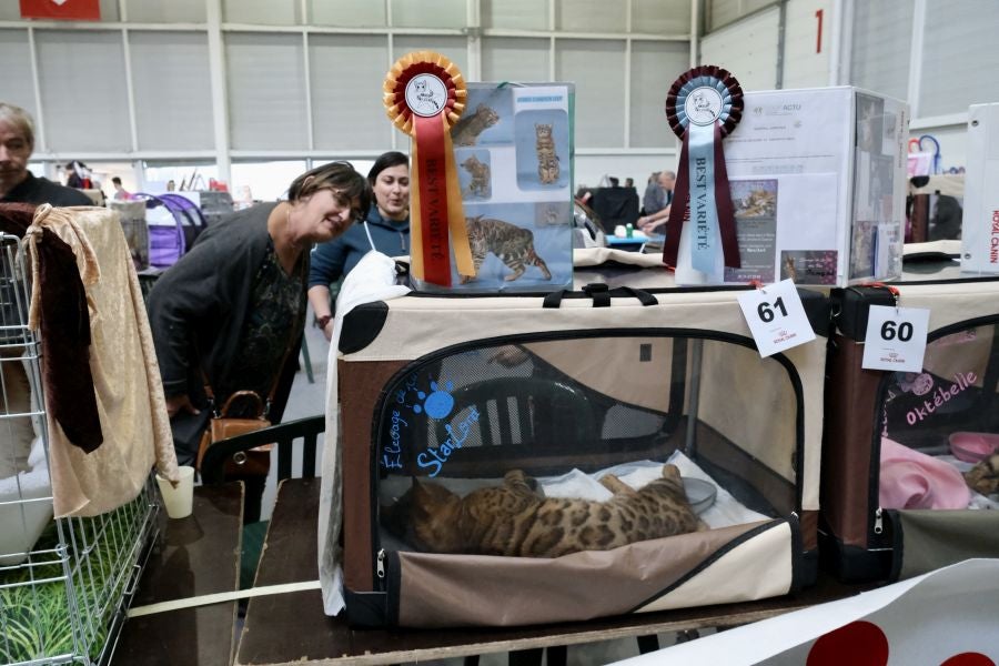 Exposición Felina en Ficoba