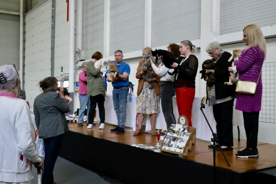 Exposición Felina en Ficoba