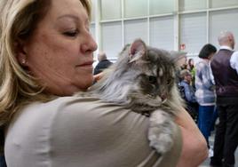 Exposición Felina en Ficoba