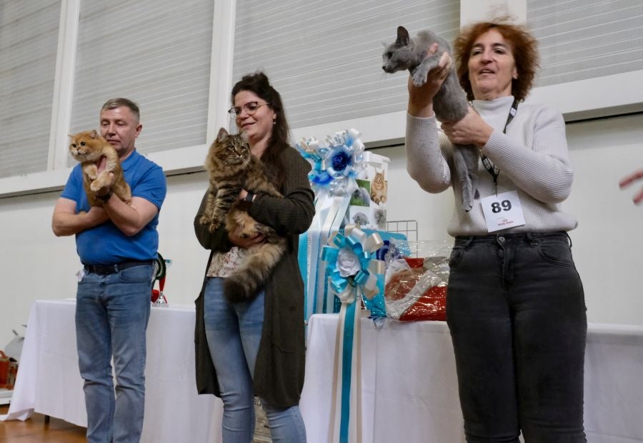 Exposición Felina en Ficoba