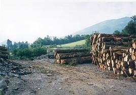 Troncos talados por una maderera de Gipuzkoa