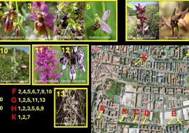 Orkideen mapa osatu du Arkamurkako Juantxo Unzuetak, zein orkidea ikusi daitezken eta herriko zein lekutan.