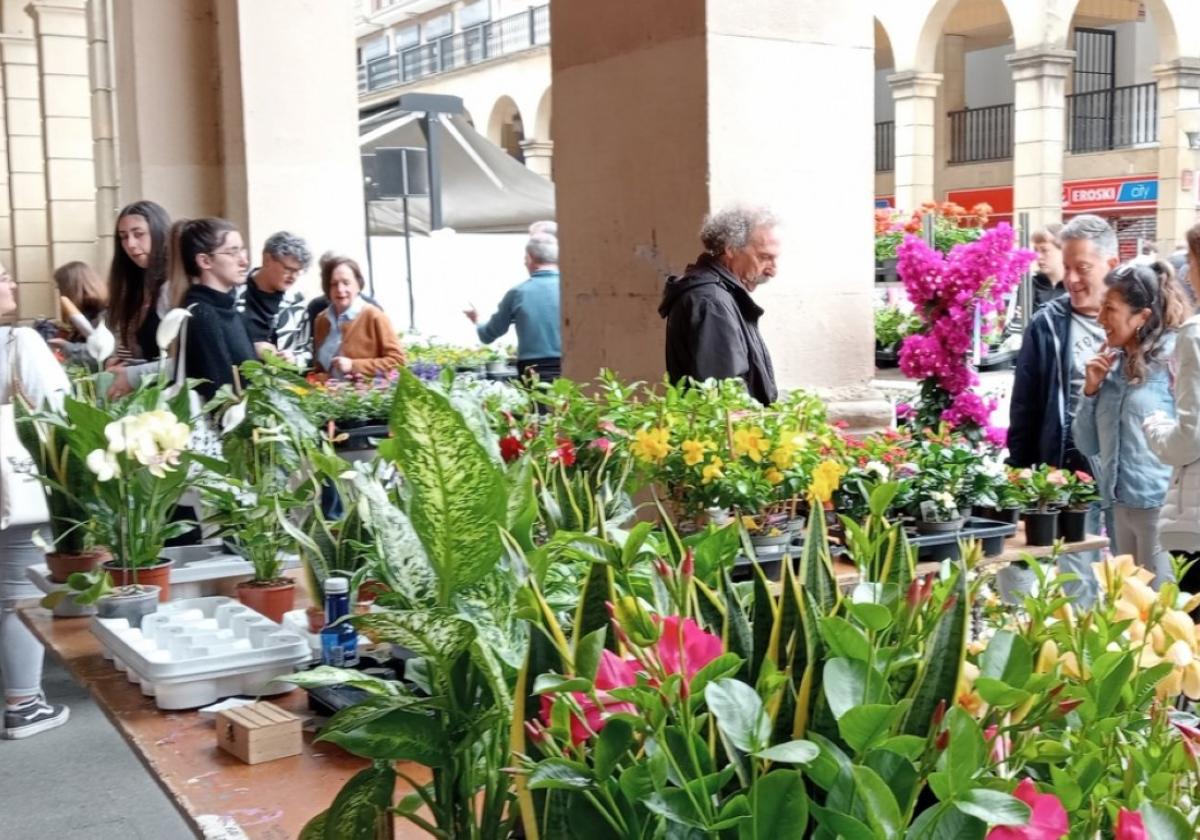 Plantas para ramos, en tiesto y sueltas llenarán de aromas y colores el centro de Urretxu en la mañana de hoy.