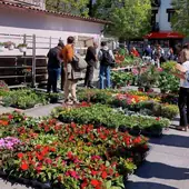 La XI edición de la Feria de Flores y Plantas, que contó con la complicidad del buen tiempo, atrajo a muchas personas hasta Okendo plaza.