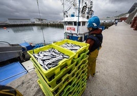 Descarga de anchoa en el puerto de Hondarribia.