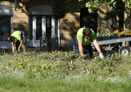 Dos jardineros municipales retiran flores de un parterre.