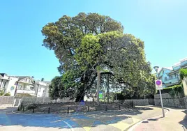 El paseo del sábado recorrerá Berio para conocer la historia de este árbol.