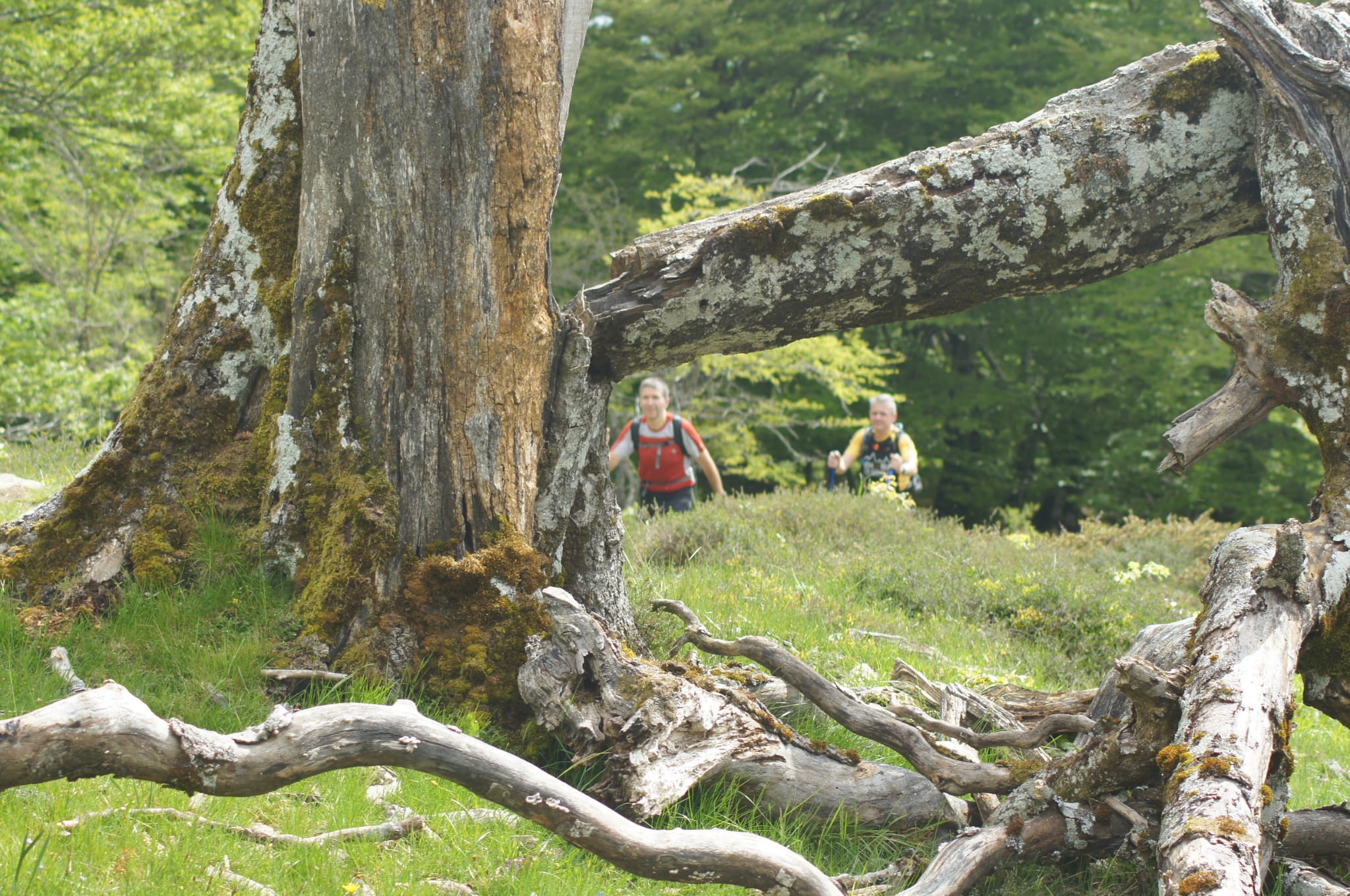 Comienza la cuenta atrás para la marcha regulada XIV Orduak