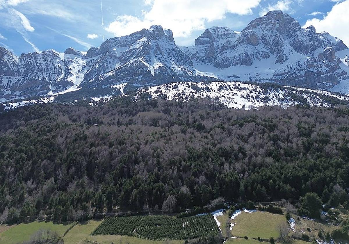 Imagen principal - 1.-El laberinto está a los pies de Peña Telera | 2.- La instalación está a 1.280 metros de altitud | 3.- Los cipreses tienen una altura de 2,5 metros de altura.i