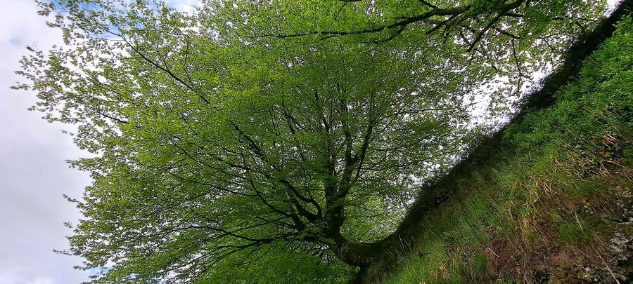 Baztarla: la melodía del monte sobre Leitza