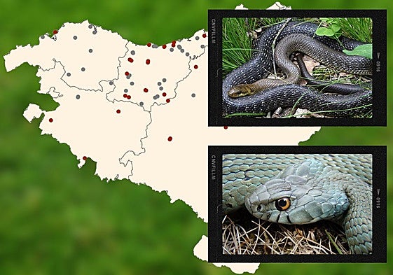 Aranzadi contabiliza 80 serpientes avistadas en Euskadi en menos de dos meses