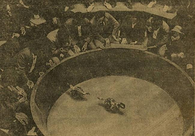 Foto de un periódico sobre una pelea de gallos en el frontón Astelena de Eibar en 1924.