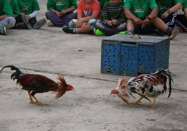 Pelea de gallos en Zestoa en 2016.