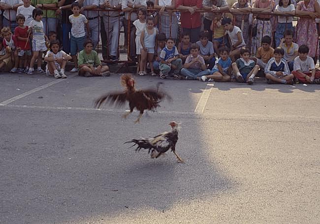 Pelea de gallos en Ordizia en la década de los 80 del pasado siglo.