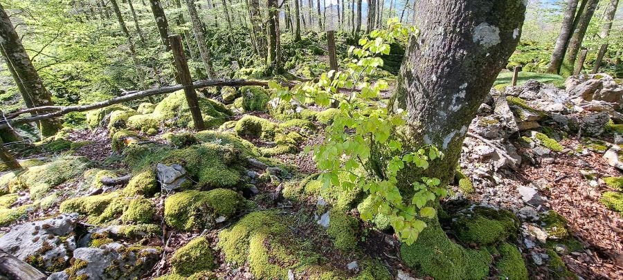 Ireber, muy popular entre los senderistas