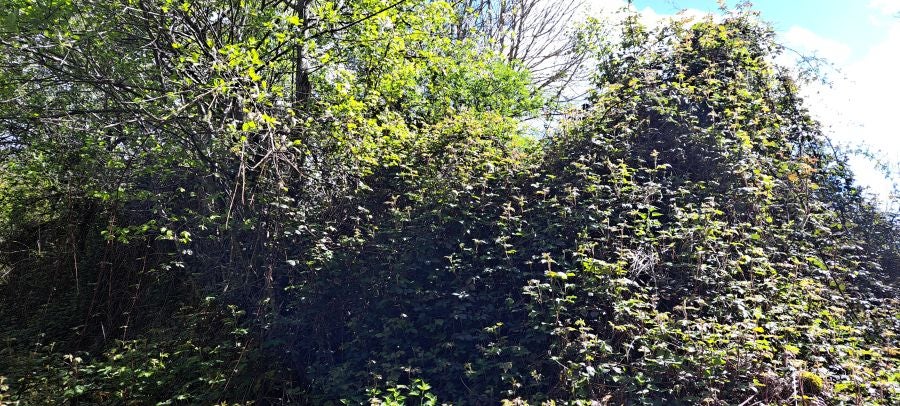 Ireber, muy popular entre los senderistas