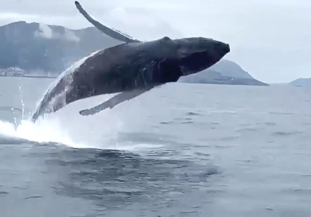 Una ballena jorobada exhibe sus saltos junto a la costa vasca