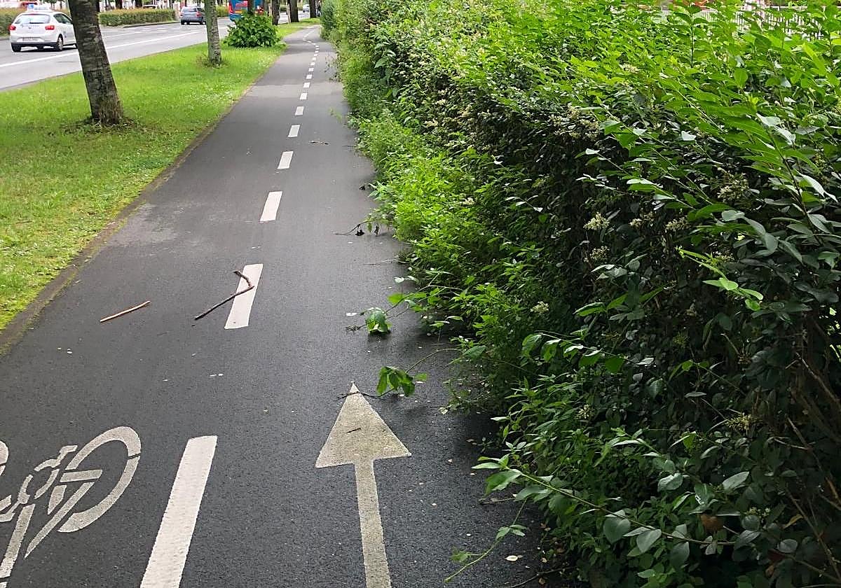 Es una estampa que se puede observar en varios puntos de la ciudad donde los bidegorris son invadidos por la vegetación de jardines públicos o de fincas privadas. Un lector nos envía esta imagen de la avenida de Tolosa: «Aquí tenemos un ejemplo de dejadez. Apenas se puede transitar de manera segura por el bidegorri».