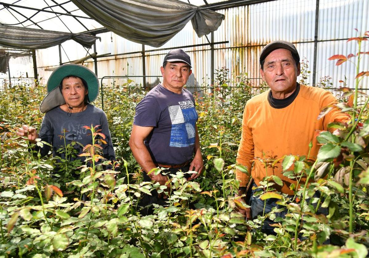 Jacinto, Rolando y Fabián entre las flores que cultivan y cuidan en Flores Lizardi, Astigarraga.