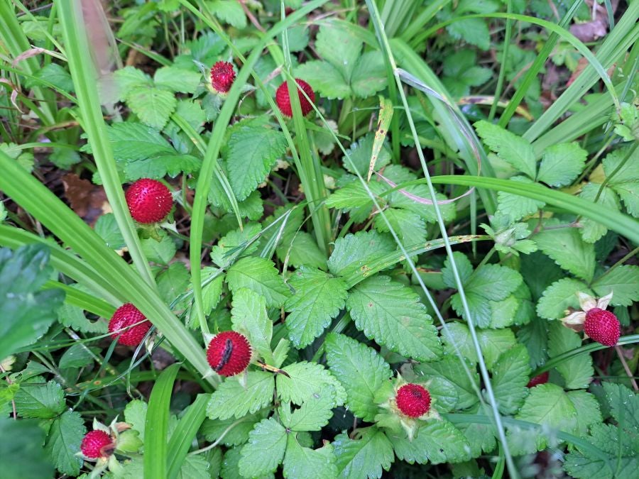 Paseo hasta la cima de Andatza