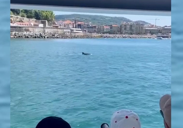 Una familia de delfines alegra el paseo en barco por la bahía de La Concha