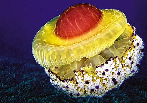 La llamativa medusa 'huevo frito' que ha llamado la atención en las costas alicantinas.