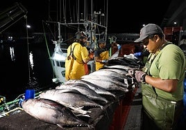 Descarga de bonito anoche en el puerto de Hondarribia