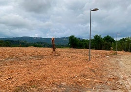 San Sebastián; menos bosque, más cemento