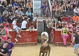 Gran ambiente en las vaquillas por el día de Santa Ana