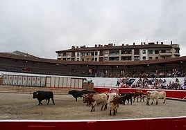 La corrida de Murteira, en el desencajonamiento de ayer en la plaza de toros de Azpeitia.