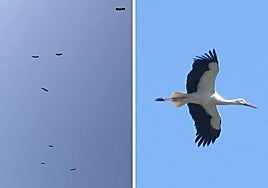 Un grupo de cigüeñas volando hoy en San Sebastián.