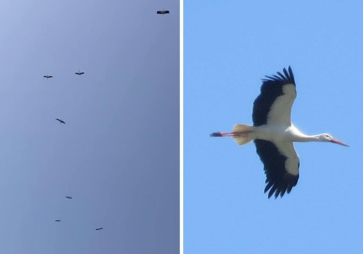 Un grupo de cigüeñas volando hoy en San Sebastián.