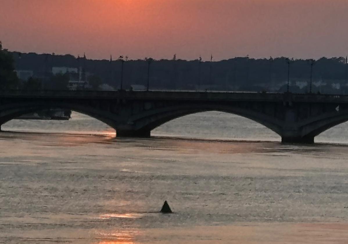 La aleta del presunto tiburón, cerca del puente Saint-Esprit de Baiona.