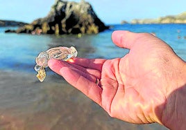 Ejemplar. Una de las salpas que se dejó ver este miércoles en la playa cántabra de San Juan de la Canal.