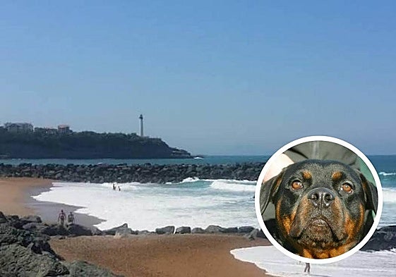 Un veterinario especialista deberá decidir el destino del rottweiler.