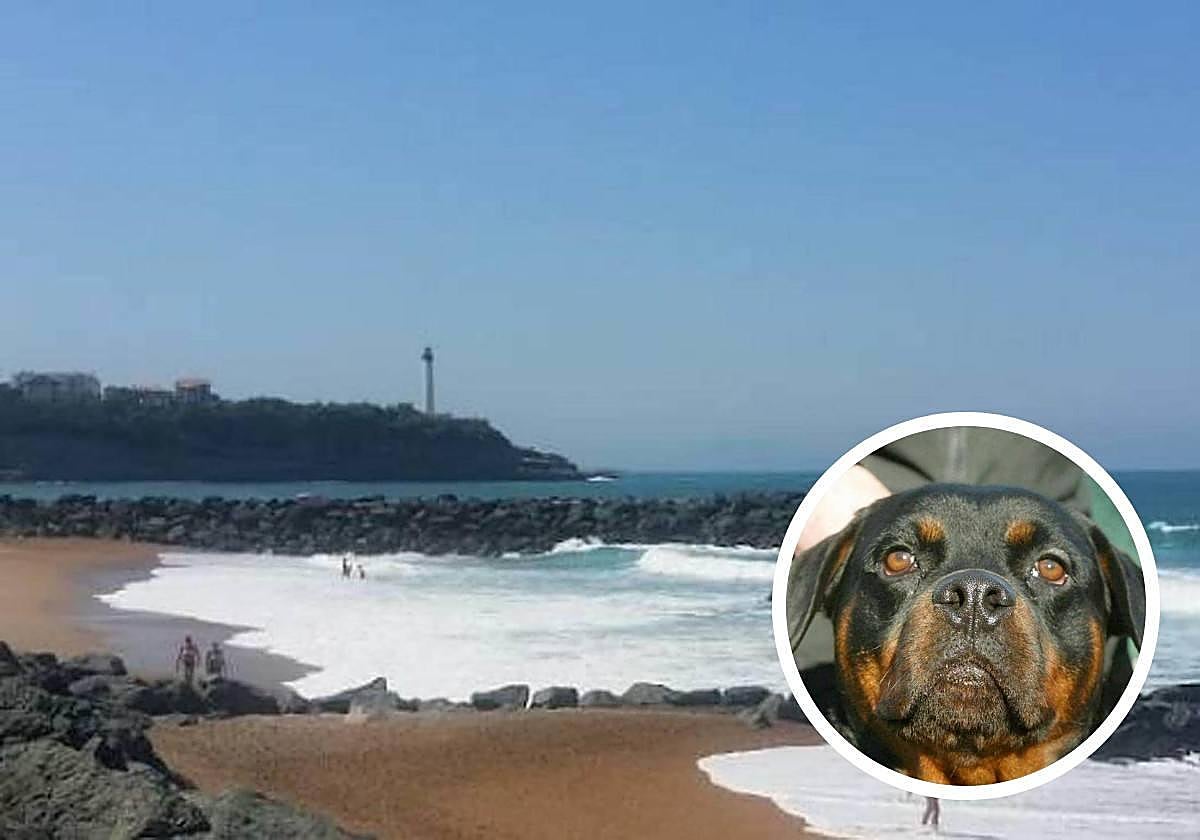 Un veterinario especialista deberá decidir el destino del rottweiler.