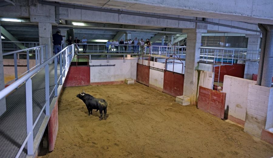 Los toros llegan a Illunbe