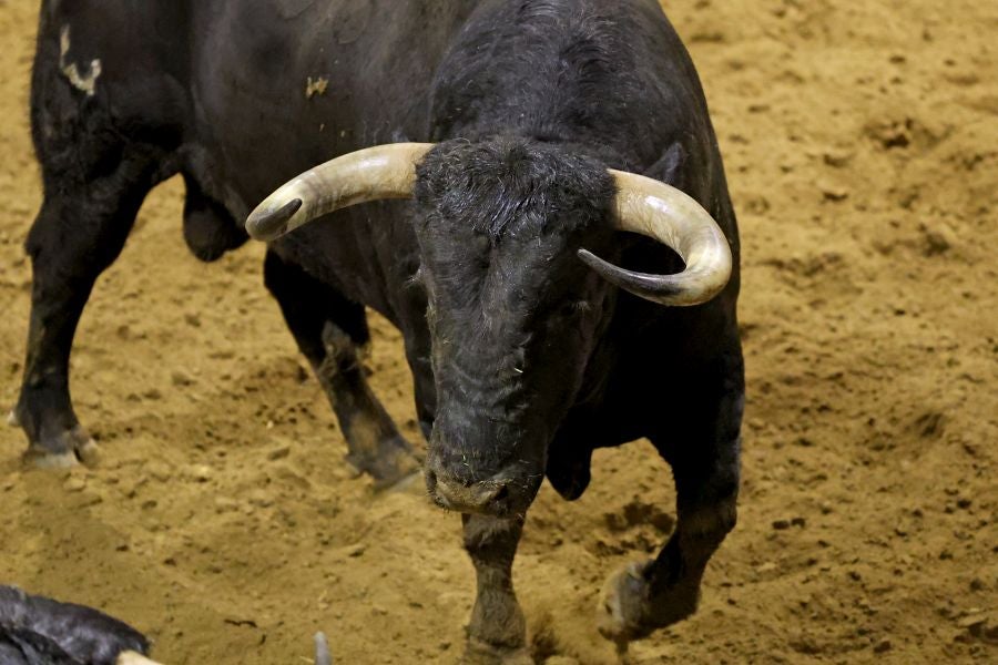 Los toros llegan a Illunbe