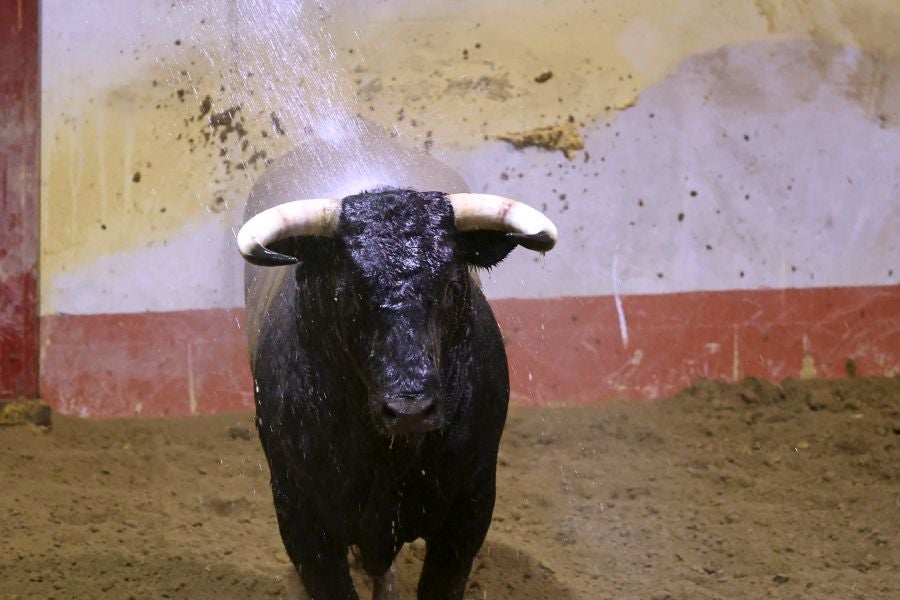 Los toros llegan a Illunbe