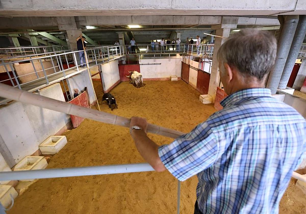 Los toros llegan a Illunbe