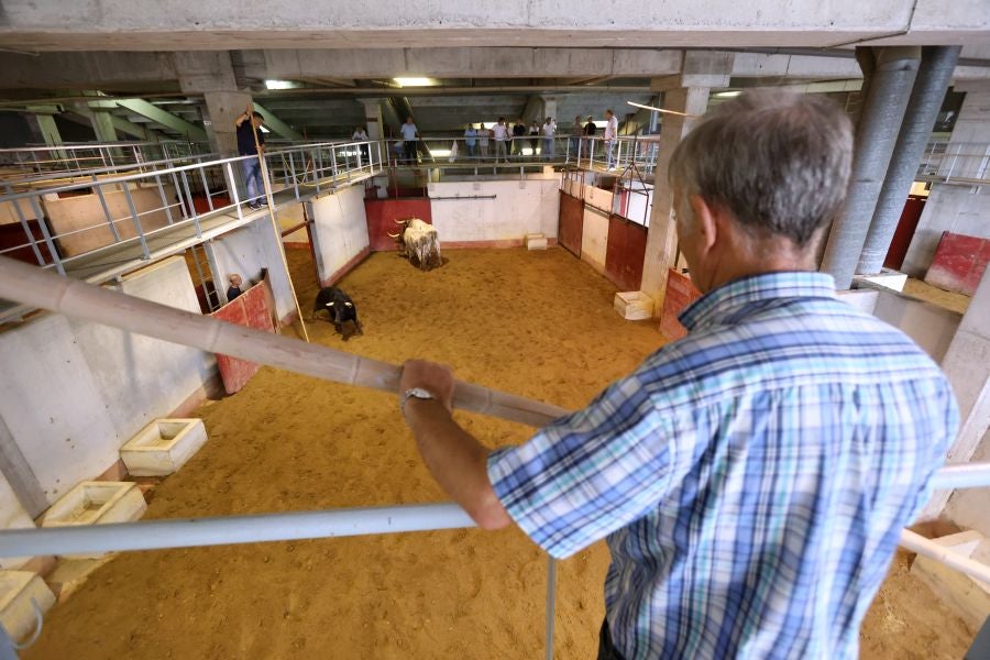 Los toros llegan a Illunbe