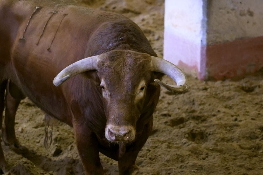Los toros llegan a Illunbe