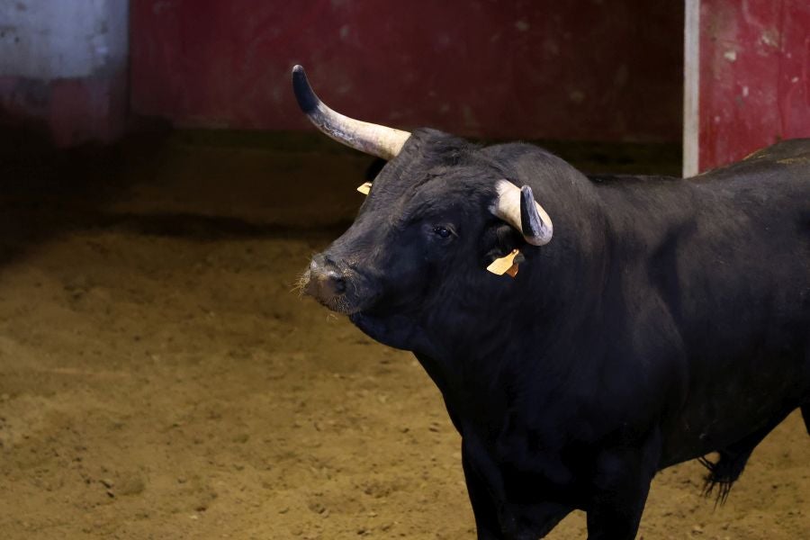 Los toros llegan a Illunbe