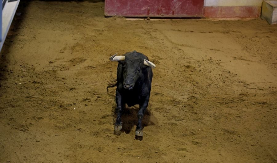 Los toros llegan a Illunbe