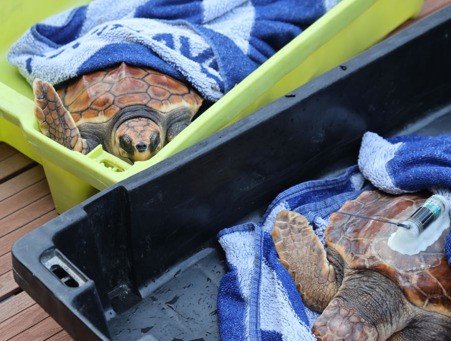 El Aquarium de San Sebastián reintroduce tres tortugas en el mar