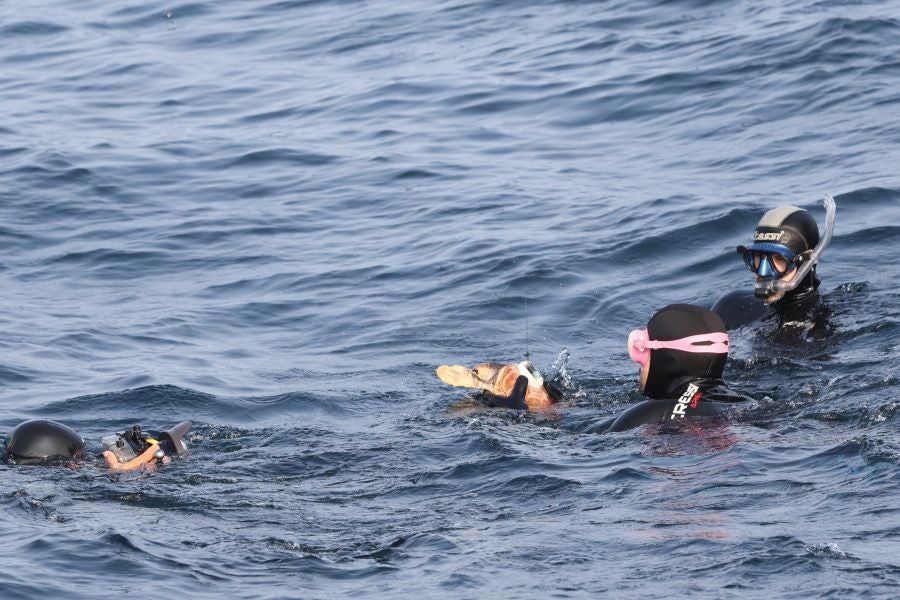 El Aquarium de San Sebastián reintroduce tres tortugas en el mar