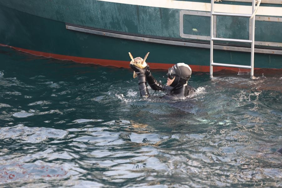 El Aquarium de San Sebastián reintroduce tres tortugas en el mar